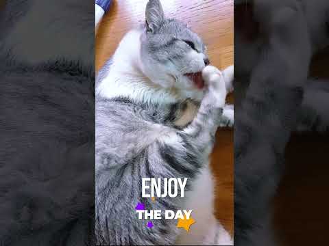 🐱My Big Cat Family - Enjoy the Day