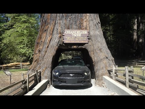 Drove My Car Through A Tree !