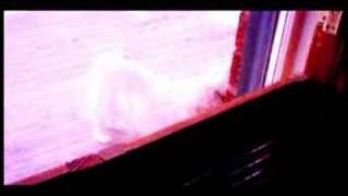 dog day. 345234435232