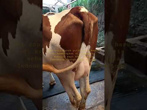 , title : 'sapi perah belang merah putih atau red Holstein yang akan jadi sapi khas indonesia'