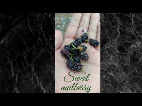 sweet mulberry very sweet 😋😋😋😋😋😋😋