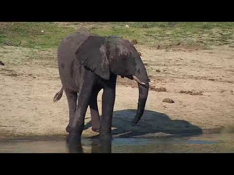 Djuma: Lone Elephant getting a drink - 16:02 - 10/19/20
