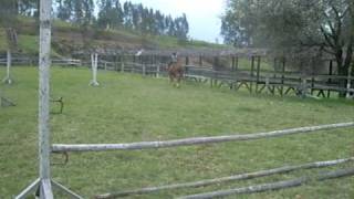 preview picture of video 'EQUITACION SALTO HORSE JUMPING , Cami = edad 7 anios 3 meses  Salta  aprendiendo a medir distancias'