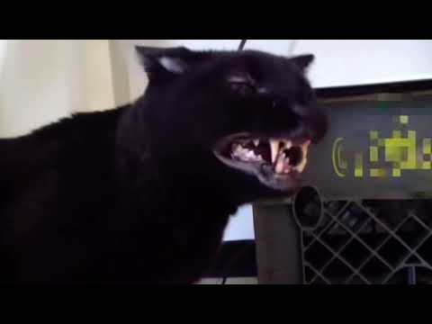 Stan Twitter: Sylvester the cat tells kitten that it will die! YOU WILL DIE! 🐈‍⬛