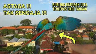 Download lagu SEUMUR HIDUP INI YANG PERTAMA!!! BURUNG MAHAL LEPAS 🙈 mp3