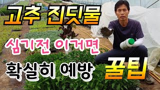 고추 진딧물 예방법 심기전 꼭해야 한다 진딧물 퇴치법 red pepper aphid prevention me…