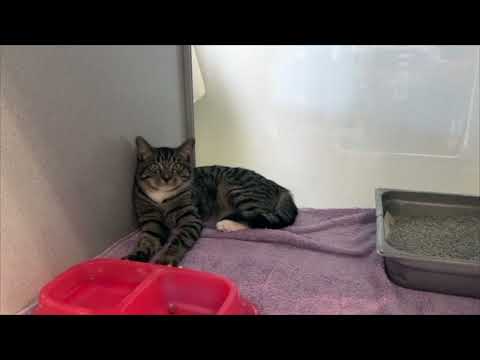 Bergen Animal Shelter Adoption