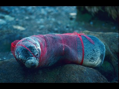 BBC 6 Minute English November 05, 2015 - The impact of plastic