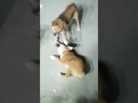 animal funny video. #shorts #animals #winter #roadside #dhakacity #bangladesh #srdimplerhythm4858