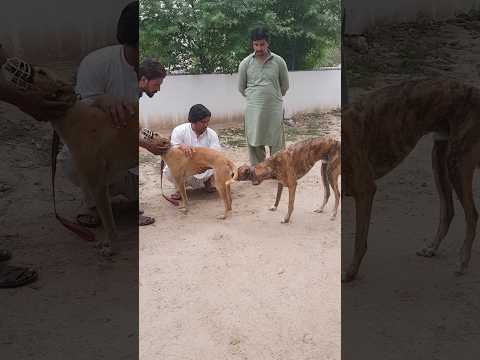 greyhounds #shorts #dog