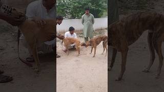 greyhounds #shorts #dog