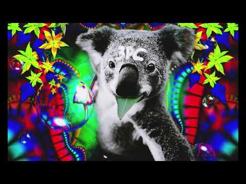 Trzech Panów Chamów - Koala