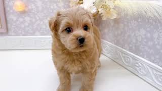 ハーフ犬の動画01