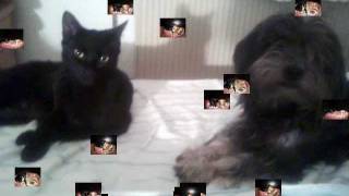 für unsere Tiere , Mehr als Sehnsucht