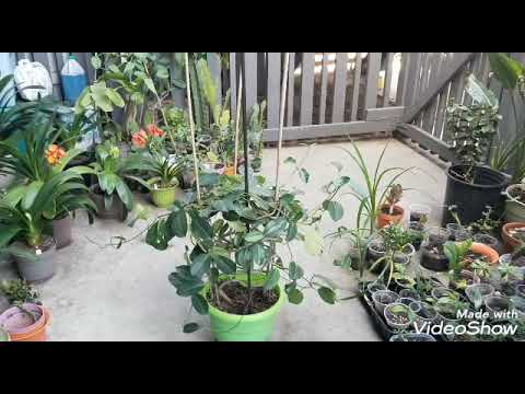 園芸 マダガスカル産ジャスミン、ステファノティス