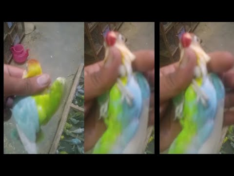 Most expensive Parblue lovebirds half sider breed