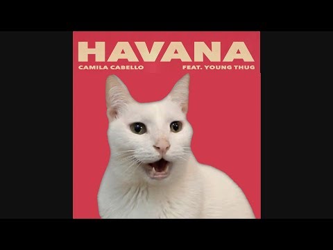 HAVANA - Camila Cabello by CATS | Despacito | Shape of you | + More BEST Hits - Cat Parody