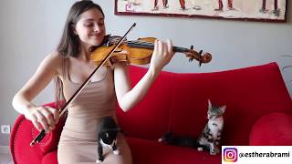 Kitten’s Reaction To Me Playing The Violin!