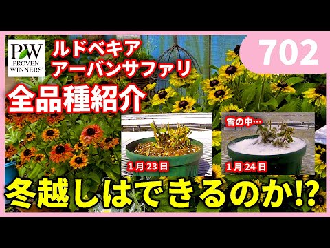 園芸 明るいルドベキア、明るいルドベキア