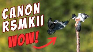 CANON R5 MKII - Amazing Results! on Day 1 - Birds and Otters
