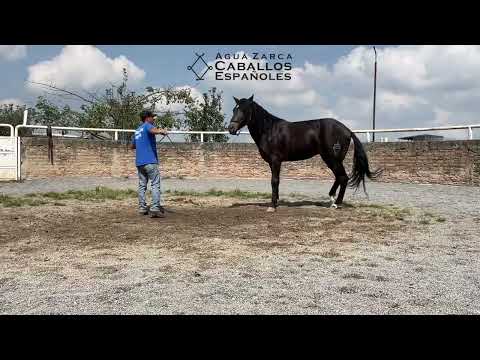 Paso 2: Control de Dirección, 2 de 3 Pasos para una Mejor Conexión y Relación con mi Caballo