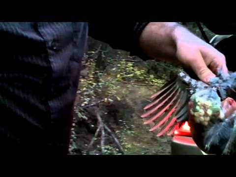 Ruffed Grouse Diet