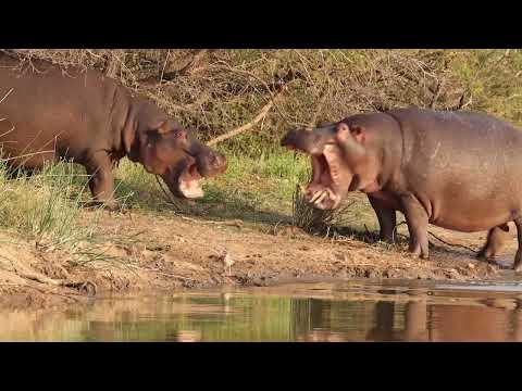 Brave hippo mum defends her baby from obnoxious male