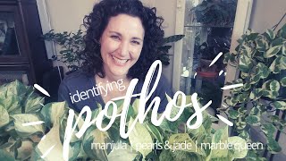 Tips for Identifying Pothos | Manjula vs. Pearls & Jade vs. Marble Queen