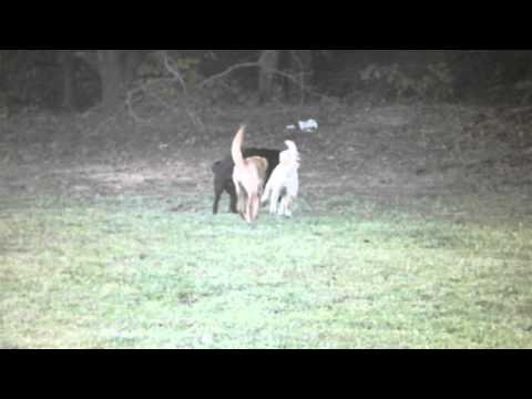 Sawyer Soraya Sutton Stevie