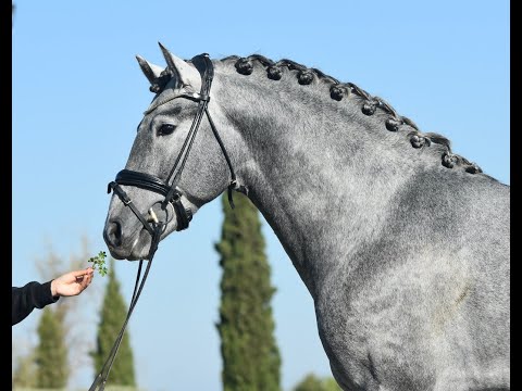 ZAPE DE SUSAETA- 3 yo PRE stallion sired by elite DOBLON-TR