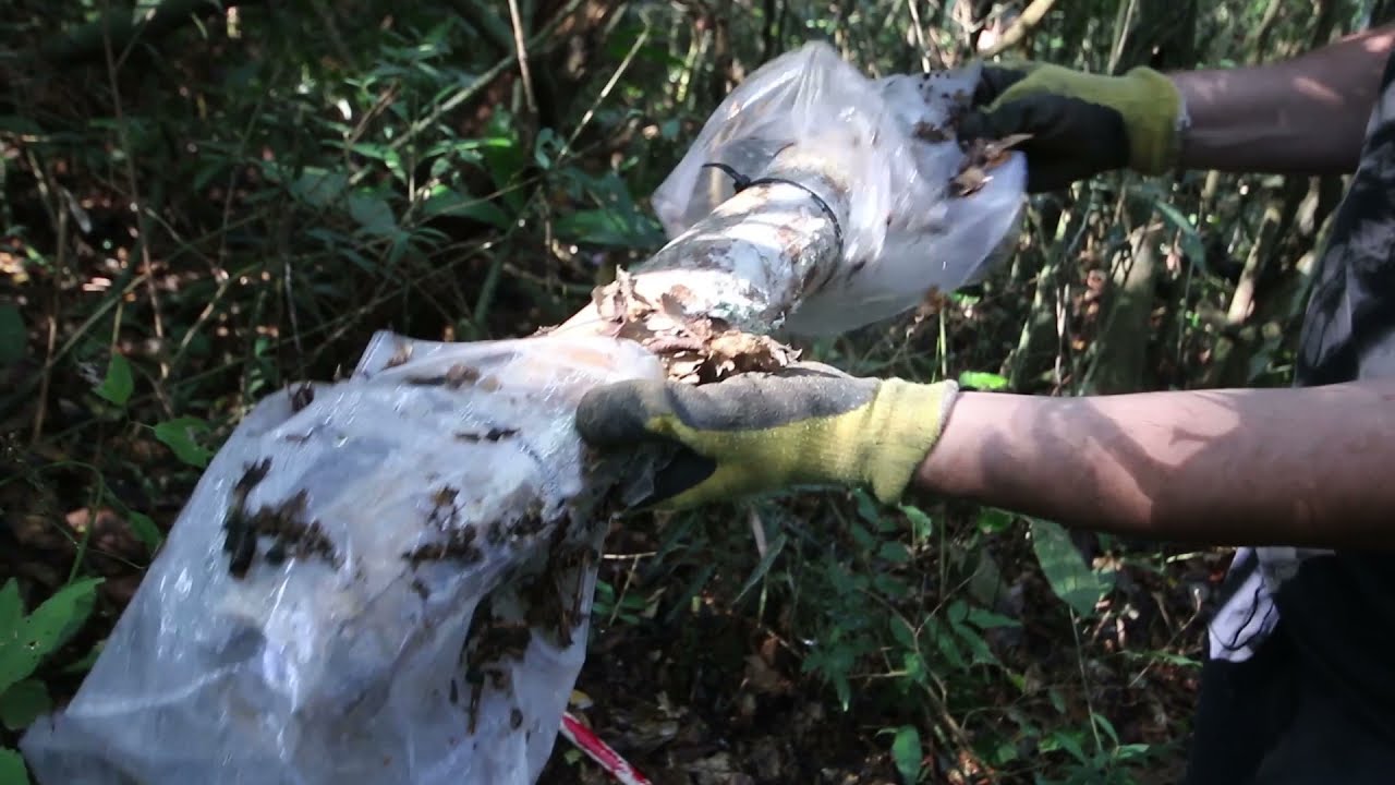 EM Extraindo após Captura de Micro Organismos na Mata com Rodrigo Sanches