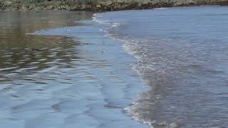 Piping Plovers on Cape Breton Island