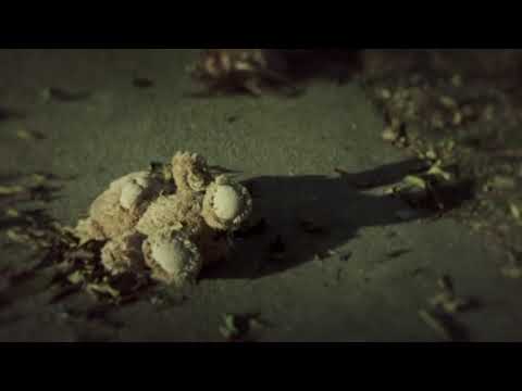 afbeelding The Walking Dead: Season 1 - Opening Credits