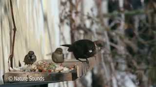 Relax nature sounds -  Sparrows, blackbirds and titmouse eats food scraps placed on a windowsill
