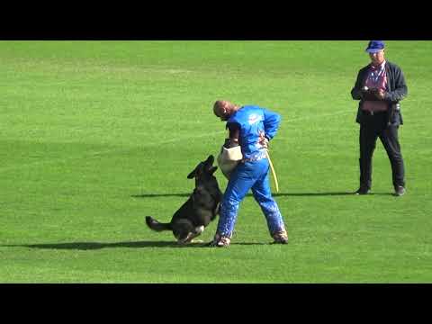 2019 WUSV WM in Modena 3 ITA‐1 VINCENZO MAGNATI ZEUS SCHLOSS SOLITUDE C94