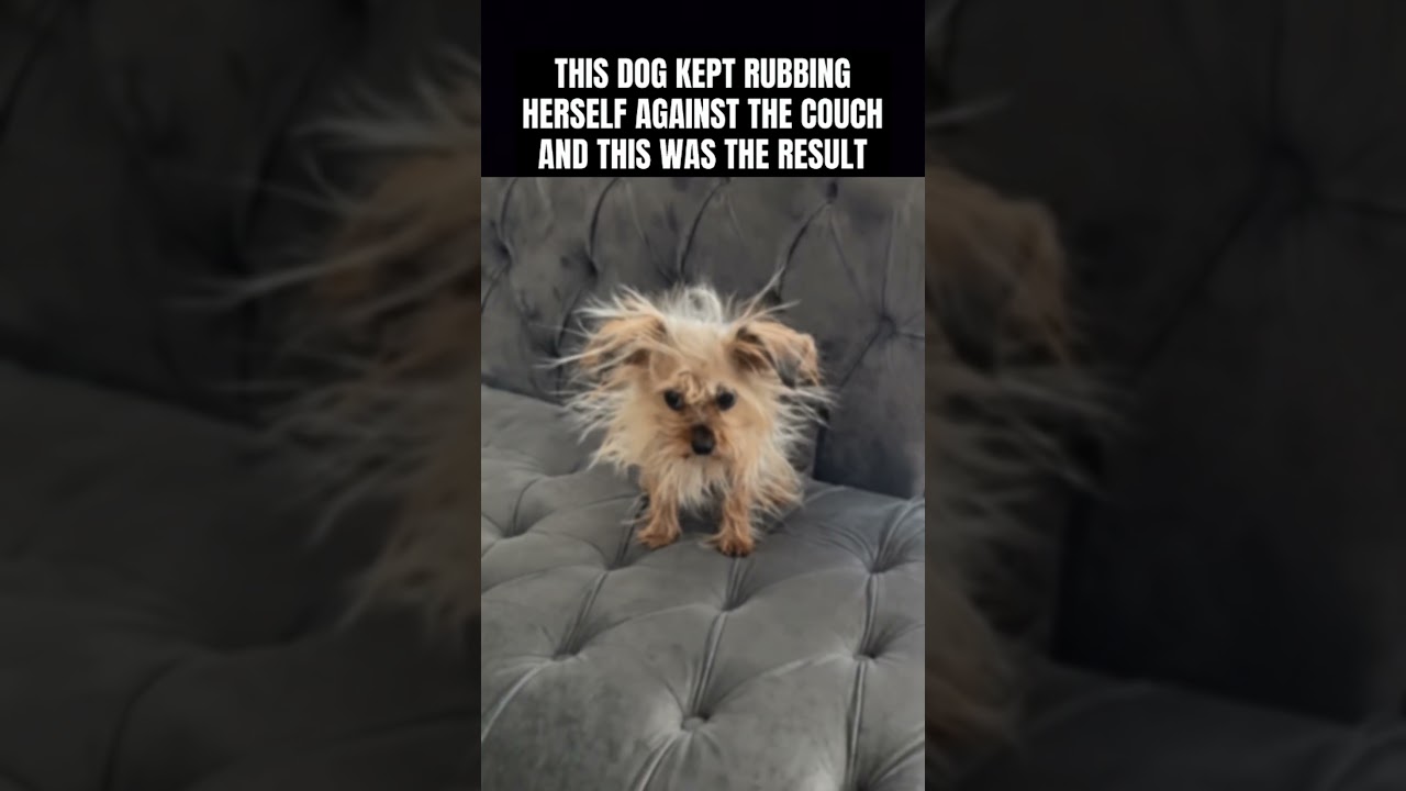 Dog Rubbed Against The Couch Too Much