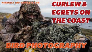 CURLEW AND EGRETS ON THE COAST - BIRD PHOTOGRAPHY - NIKON 180-600