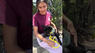 Video preview image #1 German Shepherd Dog-Unknown Mix Puppy For Sale in Pasadena, CA, USA