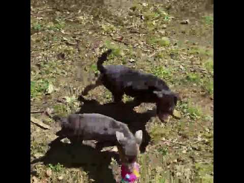 Todd, an adopted Miniature Pinscher Mix in Gillsville, GA_image-1