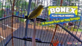 Download lagu SUARA BURUNG : Aksi BONEX Di Keroyok Juri Yang Bertugas !! Pleci Gacor Dakun Jateng Miliknya Waweh mp3