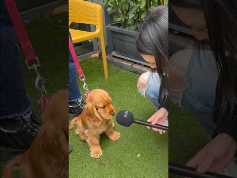 Luna a legnagyobb dumás