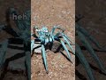 Spider Surprise
