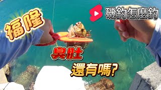 福隆｜回來熟悉的地方尋找手感! #磯釣怎麼釣 #臭肚 #黏巴達釣餌