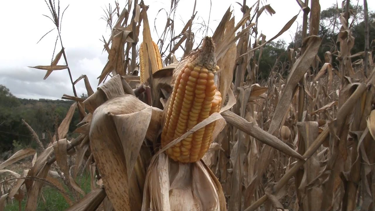 Plantio direto em pequenas propriedades do município de Canguçu/RS