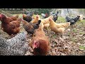 Running with Chickens