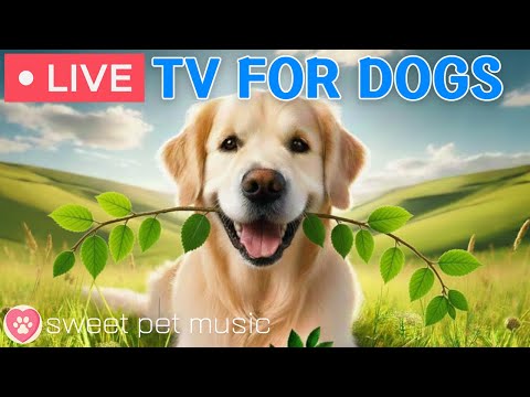🔴24 Hours of Dog TV🎵🐶Calming Sleep Music for Dogs🐾🩷Soothing Music for Anxious and Stressed Dogs