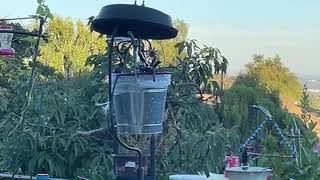 Hummingbirds Feeding of kitchen window, hundreds in Southern California