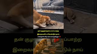 Download lagu பிள்ளை மீது அம்மா வைக்கும் அன்பு எல்லா உயிரினங்களும் ஓன்று தான்! 😭❤️🙏 mp3 Download lagu பிள்ளை மீது அம்மா வைக்கும் அன்பு எல்லா உயிரினங்களும் ஓன்று தான்! 😭❤️🙏 mp3