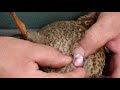 How To Vent Sex A Duck Clyde Robinson