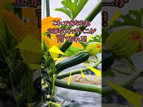 ズッキーニの種を播く前に浸したほうがよいでしょうか？  庭園